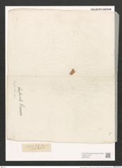 Nitzschia tubicola Grun. (de-Toni-Nr.: Genus 47, Species 2130) Zeichnungen Sammlung Grunow (NHMW-BOT-W0372278)